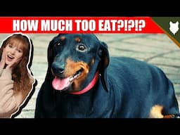 How Much Should I Feed My DACHSHUND