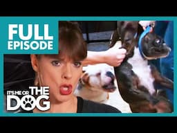 Victoria shocked by Blood Bath Bulldog Attacks! | Full Episode | It's Me or The Dog