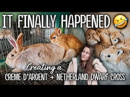 Finally, IT WORKED! 😂 I bred a Netherland Dwarf to a full-sized Creme d'Argent meat rabbit