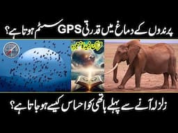 Miracles of holy Quran | Birds have GPS system | Animal Super Senses in Urdu And Hindi