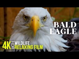 Majestic Bald Eagles - National Bird of the United States - 4K HDR Relaxing Wildlife Film