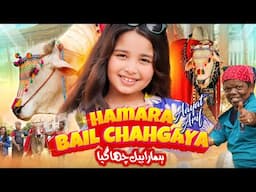 Aayat Arif | Hamara Bail Chahgaya | Bakra Eid Special | Sab Sab ko Eid Al Adha Mubarak