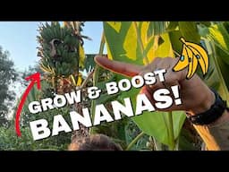 Surprising Tips to Grow Amazing Bananas in Your Backyard! 🌿🍌