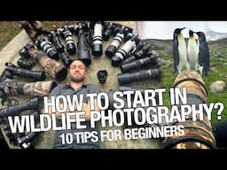 Wildlife Photography for Beginners - How to Start? 10 tips you should learn