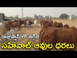 రాజుస్తాన్ లో తగ్గిన సహివాల్ ఆవుల ధరలు | High Quality Sahiwal Cows in Rajsthan