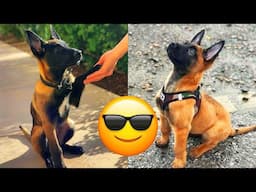 Belgian Malinois — Majestic And Hilarious Videos And Tik Toks Compilation