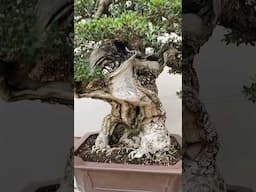 Bonsai by Luis Vallejo #bonsai #bonsaitree #nature