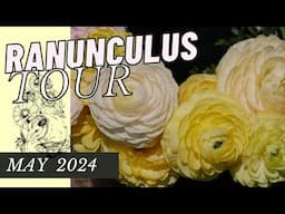 RANUNCULUS QUICKIE 2024