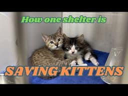 Inside a Kitten Shelter Program