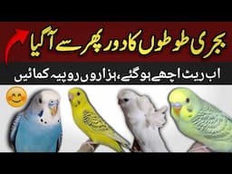 budgies parrot business idea | australian parrots ka karobaar kaise kare | budgies price