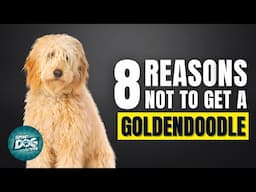 8 Reasons You SHOULD NOT Get a Goldendoodle