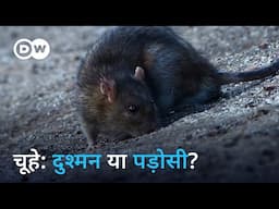 शहरी चूहों की अनजान दुनिया [The Unknown World of Urban Rats] | DW Documentary हिन्दी