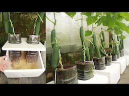 No Fertilizer Needed - No Frequent Watering - Great Way to Grow Cucumbers on the Rooftop