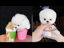 Smallest & Cutest Dogs in the world😍Funny And Cute Puppies Compilation