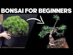 How to Make a Pine Bonsai for Beginners🌲*EASY*