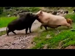 When Animals Messed With The Wrong Opponent!