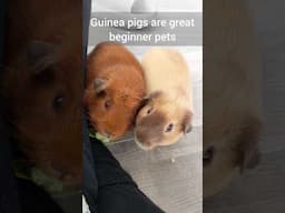 It's opposite day! 😃 - TikTok Trend Guinea Pig Edition 🐹🍄🌿