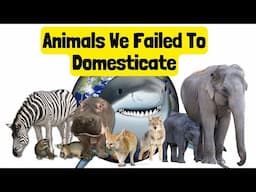 Why Some Animals Can Never Be Domesticated