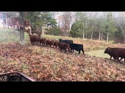 A brisk morning 2 mile cattle drive to new rested.