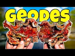 An AMAZING Agate Adventure: Finding & Cutting Open INCREDIBLE Florida Alligator Agate Geodes!