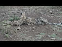 Cheetah siblings groom and play