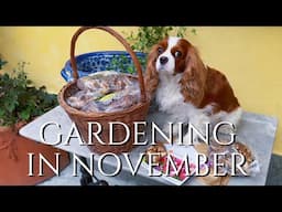 Gardening in November: Planting Spring Bulbs with Dutch Grown