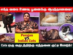 Indian Cat vs Persian Cat | பூனைக்கு எந்த வகை உணவுகள் ஆபத்தானவை?😺| Best Food For Cats | Cat Videos