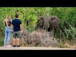 An Elephant Attacked in a National Park in Africa, One Person Died