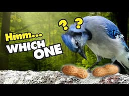 5 Weird and Funny Things Blue Jays Do