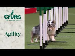 Agility - Singles Heat Part 2 (Agility) | ​Crufts 2024