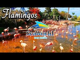 Flamingos at SeaWorld San Diego