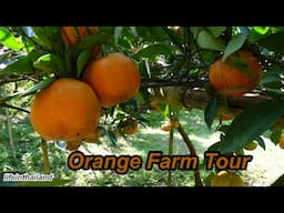 Taste Testing Oranges Picked Right Off The Tree, Orange Farm Tour in Chiang Mai Thailand.