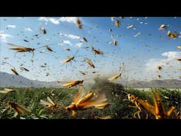 How Locusts Evolved to Swarm