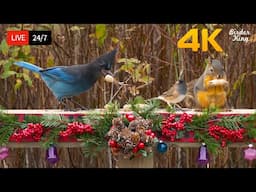 🔴 24/7 LIVE: Cat TV for Cats to Watch 😺 Christmas Greetings from Birds and Squirrels 4K