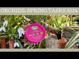 Orchids: Spring tasks 2024