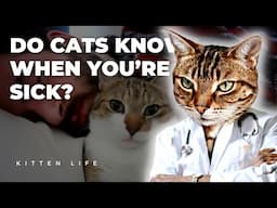 Feline Intuition: Do Cats Really Know When You're Sick?