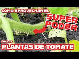 El increíble poder de la planta de Tomate: ¡Raíces adventicias!