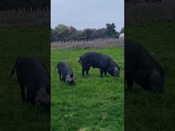 With the piglets now contained, it's time for the big pigs to move onto the grass! #farmlife #pigs