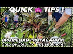 BROMELIAD PROPAGATION MADE EASY:  Step-by-Step Guide for Beginners + Pro Tips!