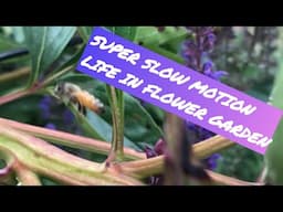 Super Slow Motion FLOWER GARDEN