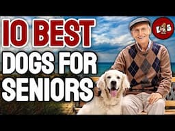 10 Best Dog Breeds For Seniors & Elderly