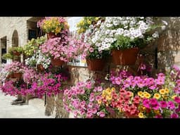 UMBRIA - SPELLO IN FIORE 2024 - 4k