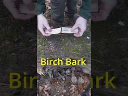 Survival Skills: Making a Sheath from Birch Bark