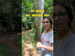 En medio de un bosque en Cuba (Topes de Collantes)