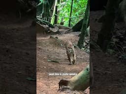 A RARE encounter #wildlife #costarica