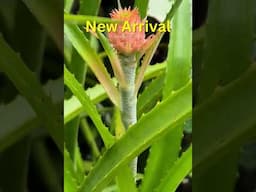 New Dwarf Pineapple Forming  Watch This Tiny Wonder Grow! - Anarchy Farm #TinyPlants