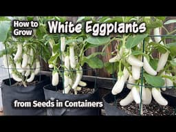 How to Grow White Eggplants from Seed in Containers | Easy planting guide