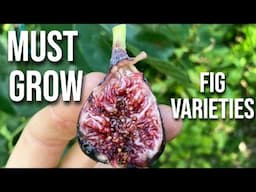 30 MUST GROW Fig Varieties for Humid Climates: 1000s of Hours and Dollars Later...