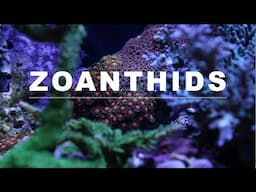 Zoanthids (Care Guide)