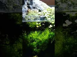 Secret Underwater Meadow for Fish |  #tinyworld